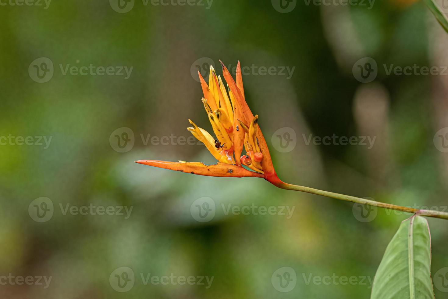 fioritura angiosperma pianta foto