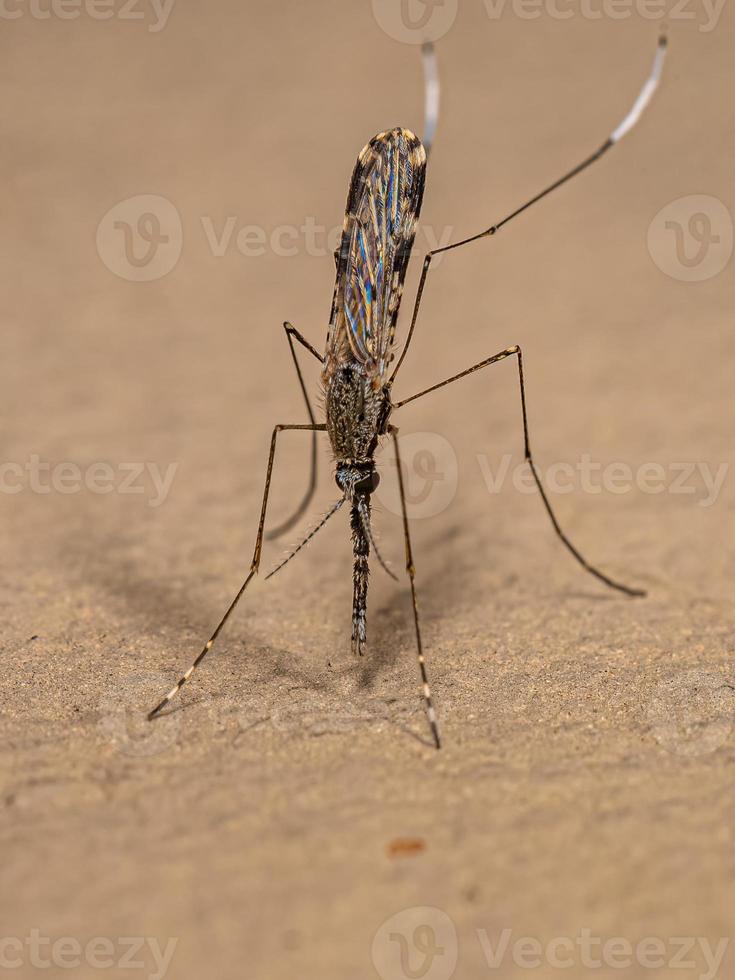 zanzara della malaria adulta foto