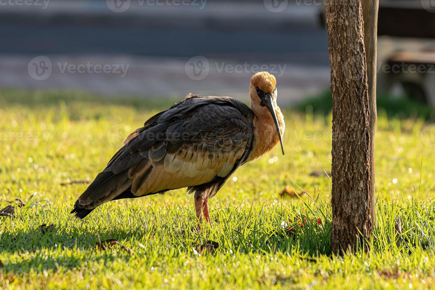 ibis dal collo camoscio foto