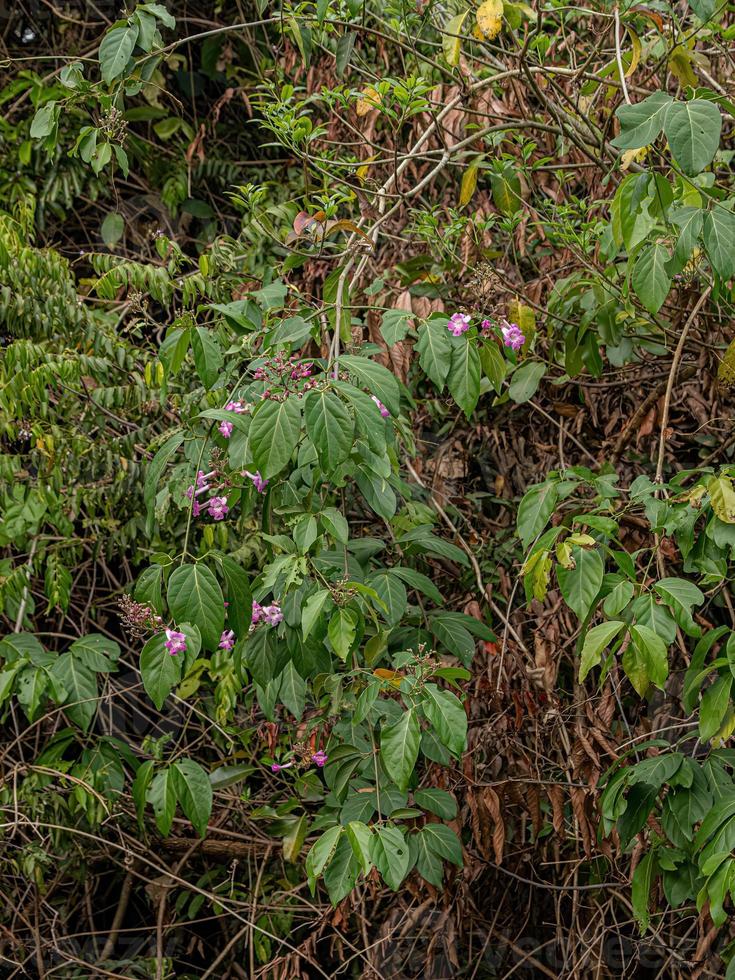 fioritura angiosperma pianta foto