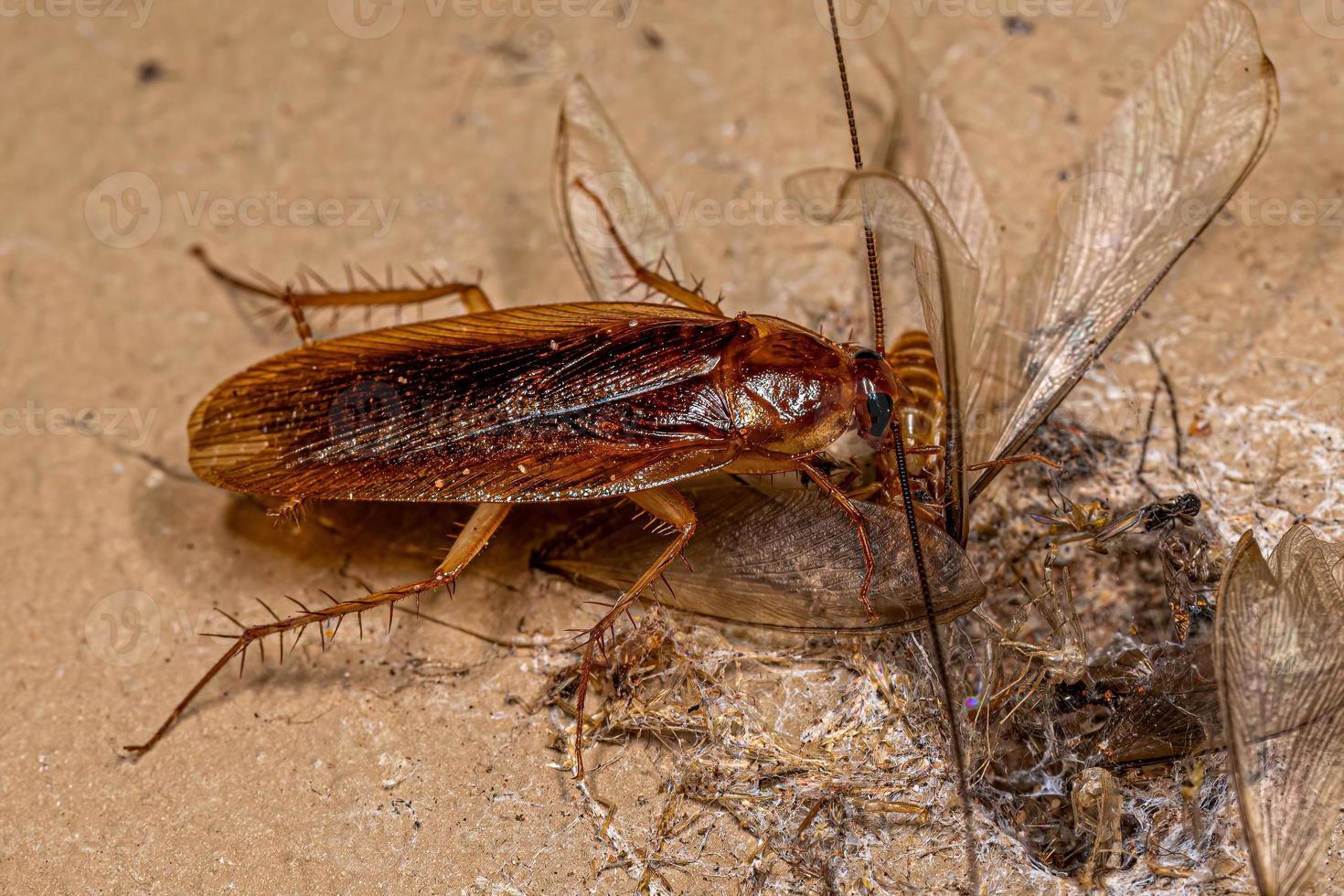 adulto legna scarafaggio mangiare un' alato termite foto