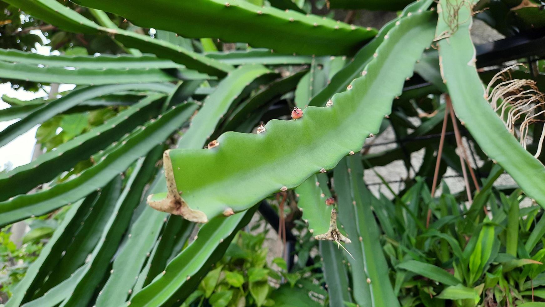 Drago frutta impianti quello siamo verde e pieno di spine 0 foto