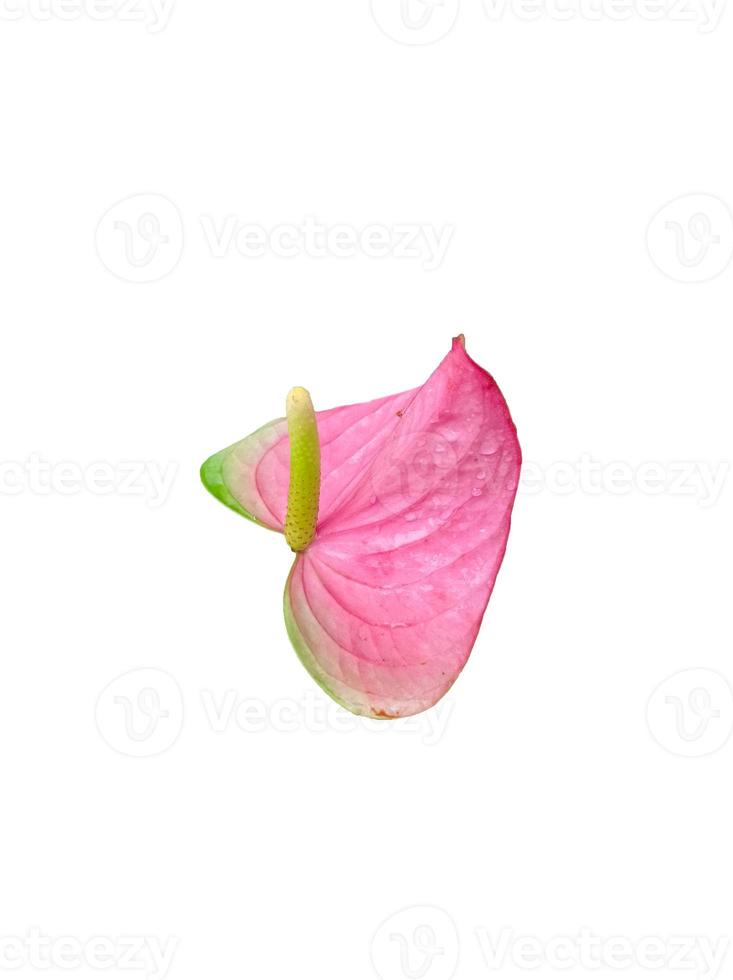 le foglie di rosa anthurium fiori isolato su un' bianca sfondo foto