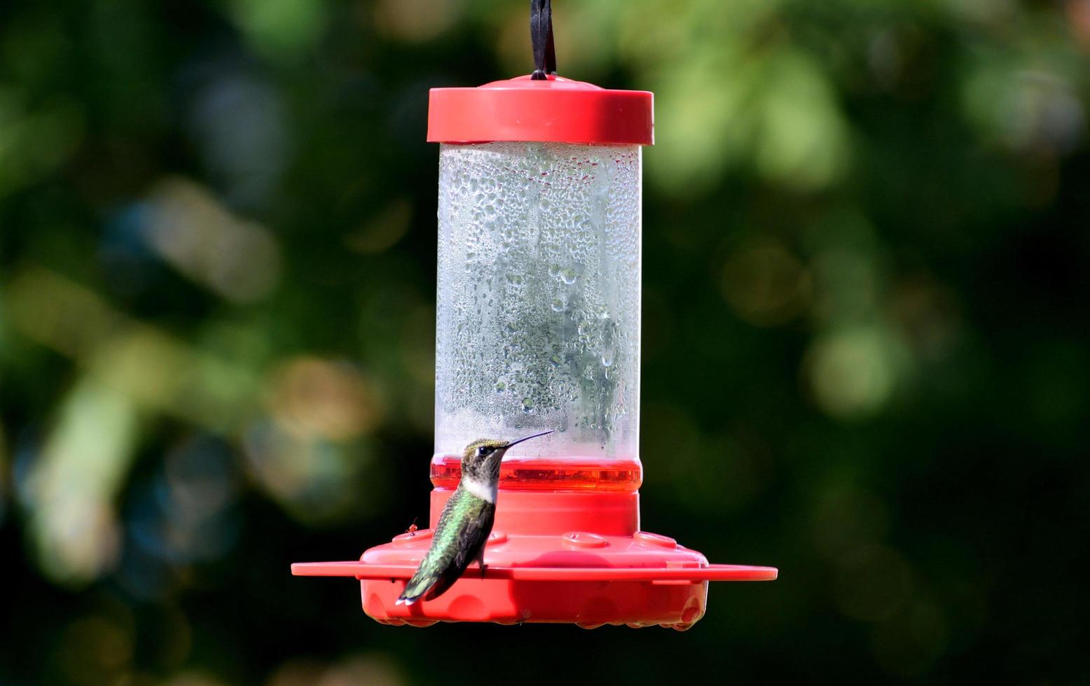 colibrì su una mangiatoia per uccelli foto