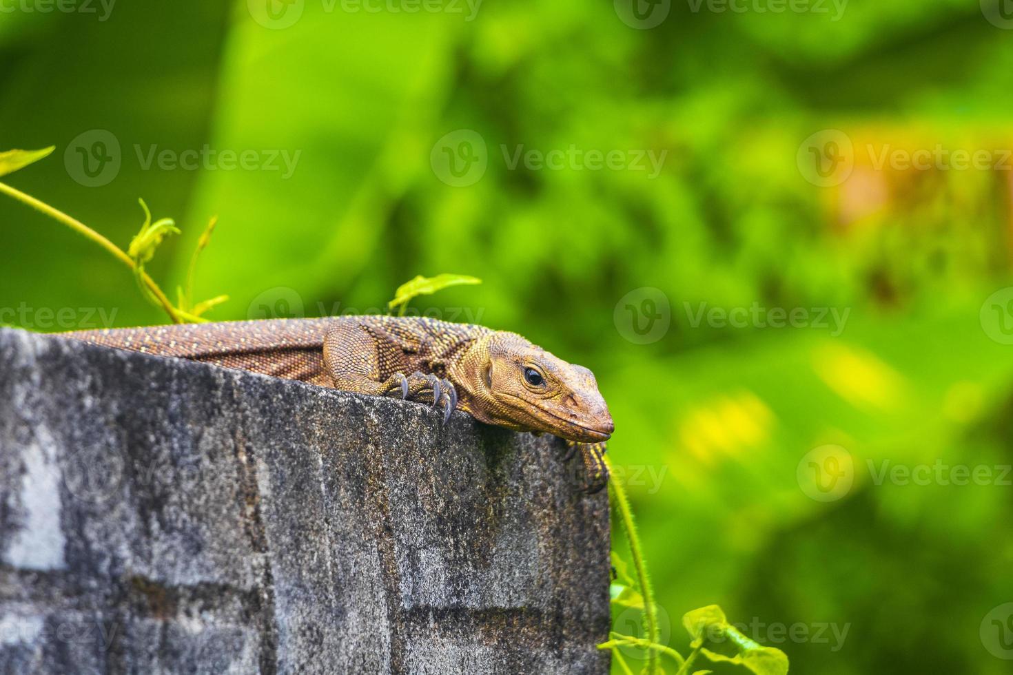 lucertole gechi iguane rettili natura su pietra roccia ramo Tailandia. foto