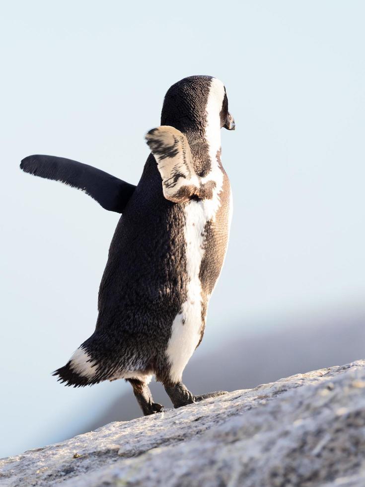 pinguino africano alla spiaggia di boulder foto