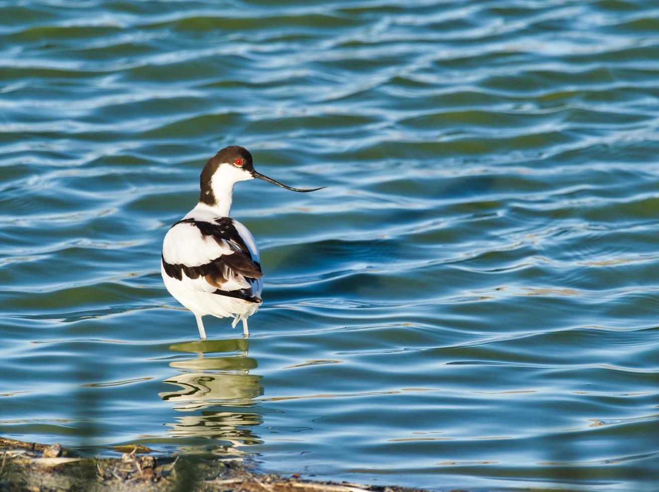 pied avocet guadare foto