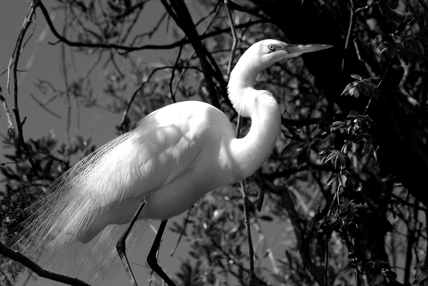 airone bianco maggiore foto