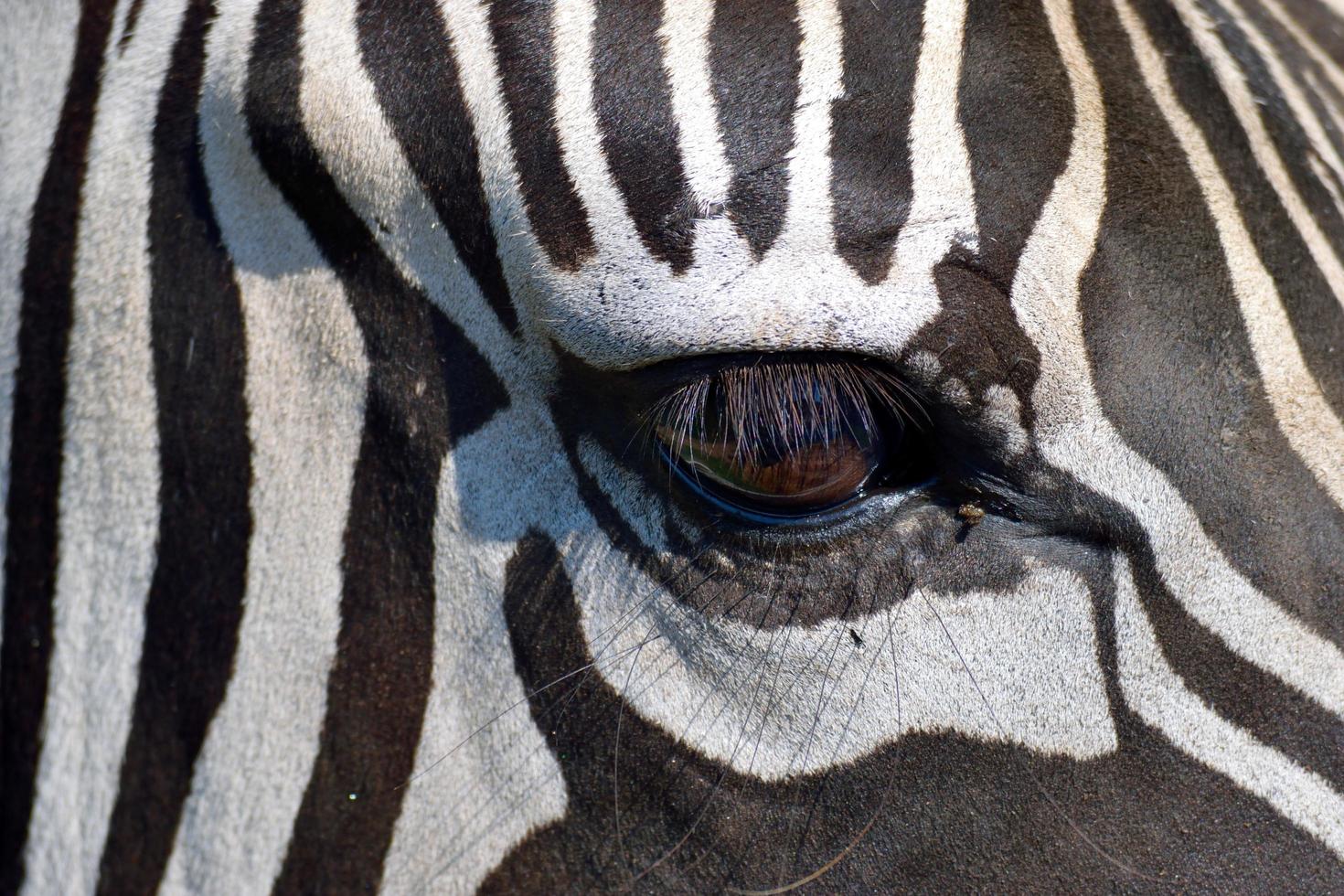 occhio di zebra foto