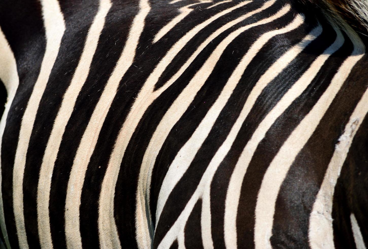 primo piano di strisce di zebra foto