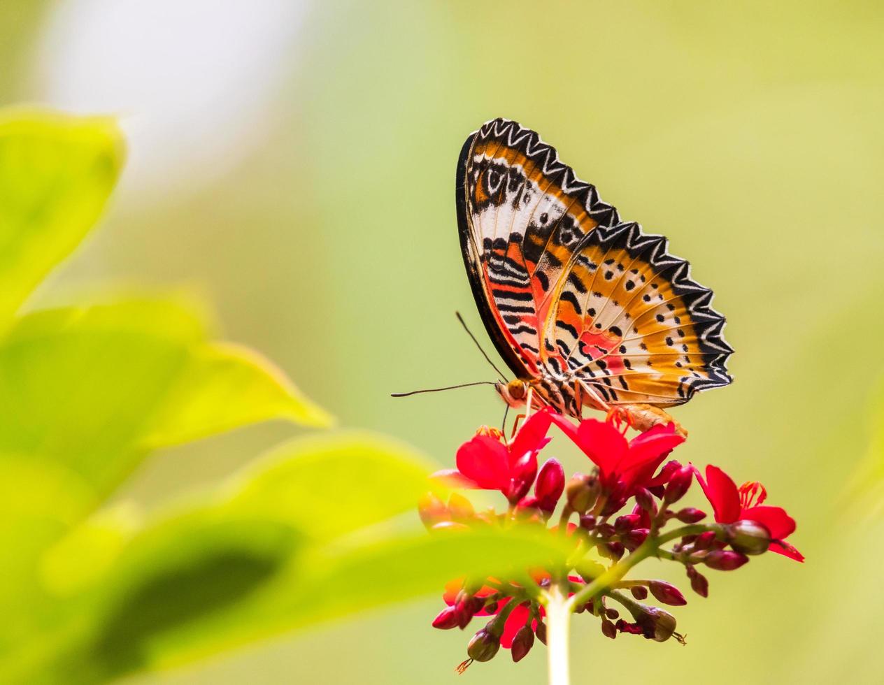 bellissima farfalla e fiori foto