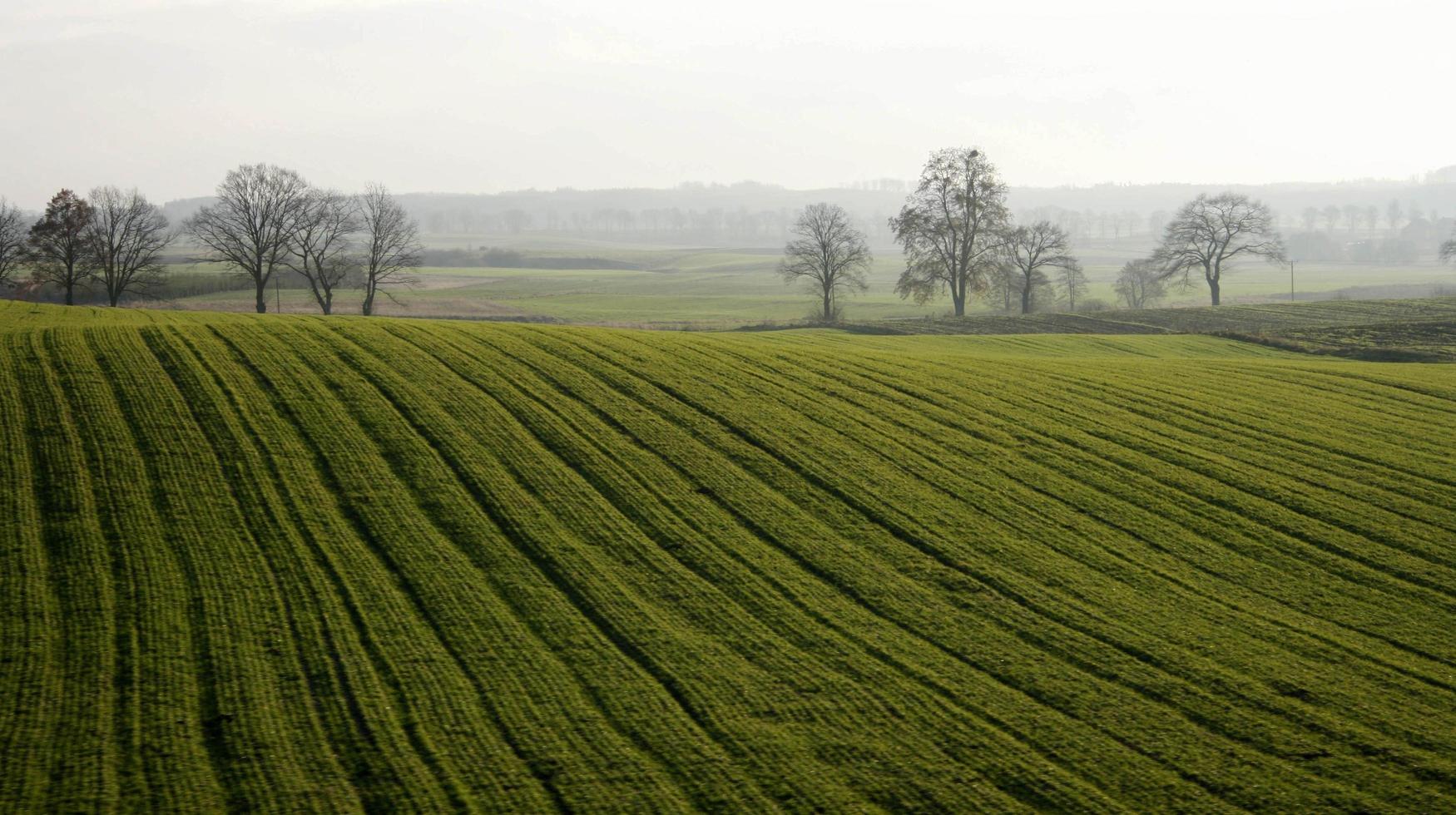 campo erboso verde con alberi foto