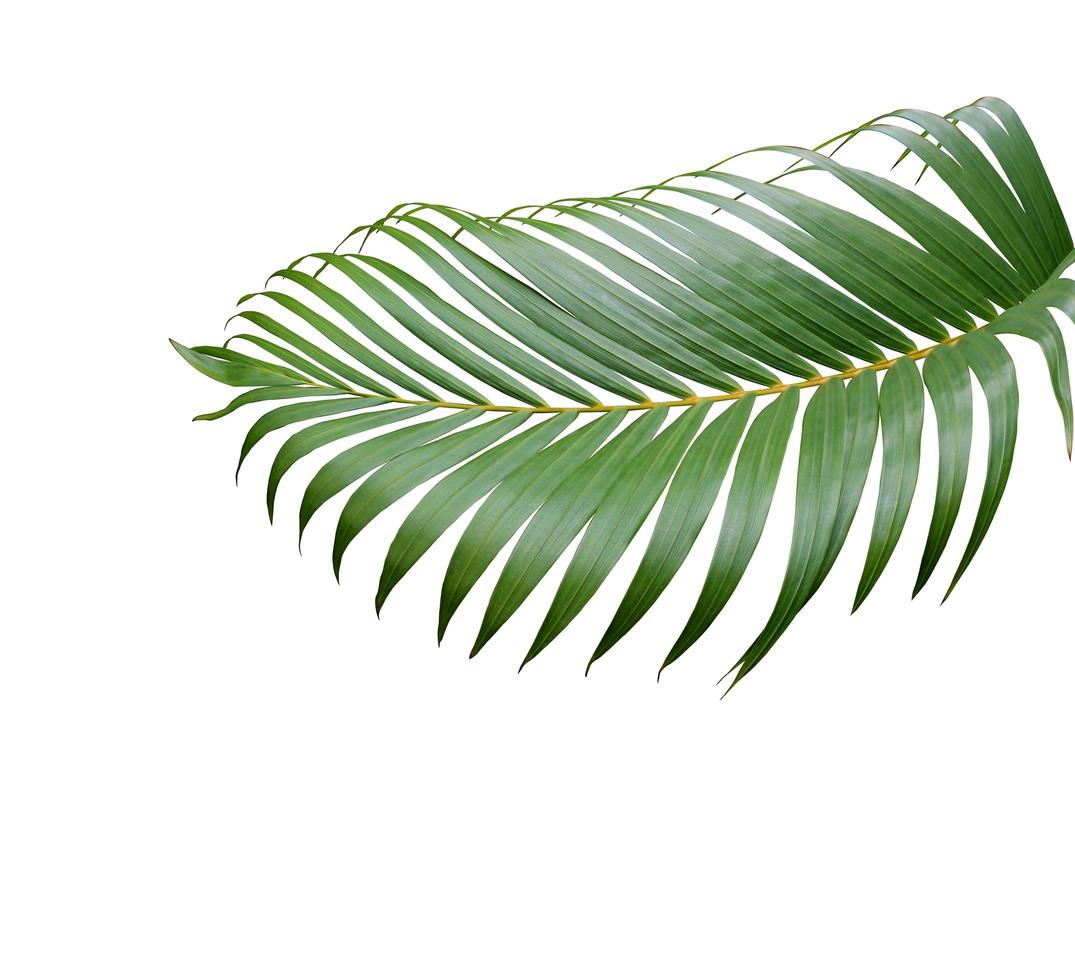 tropicale verde palma foglia albero isolato su bianca sfondo foto