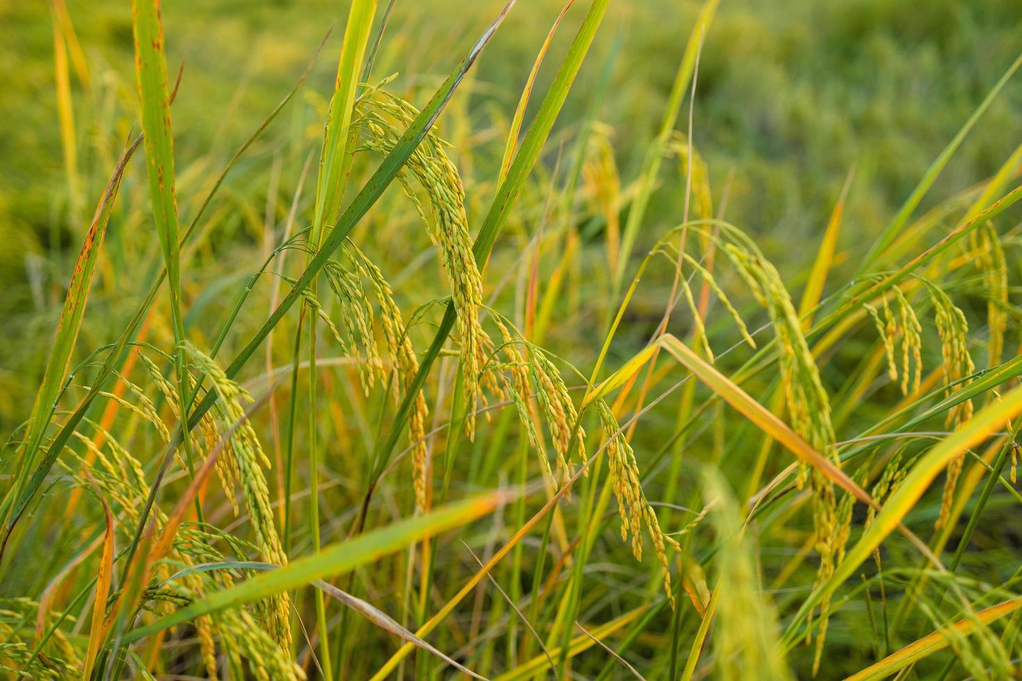 d'oro orecchie di riso nel il campo a tramonto foto