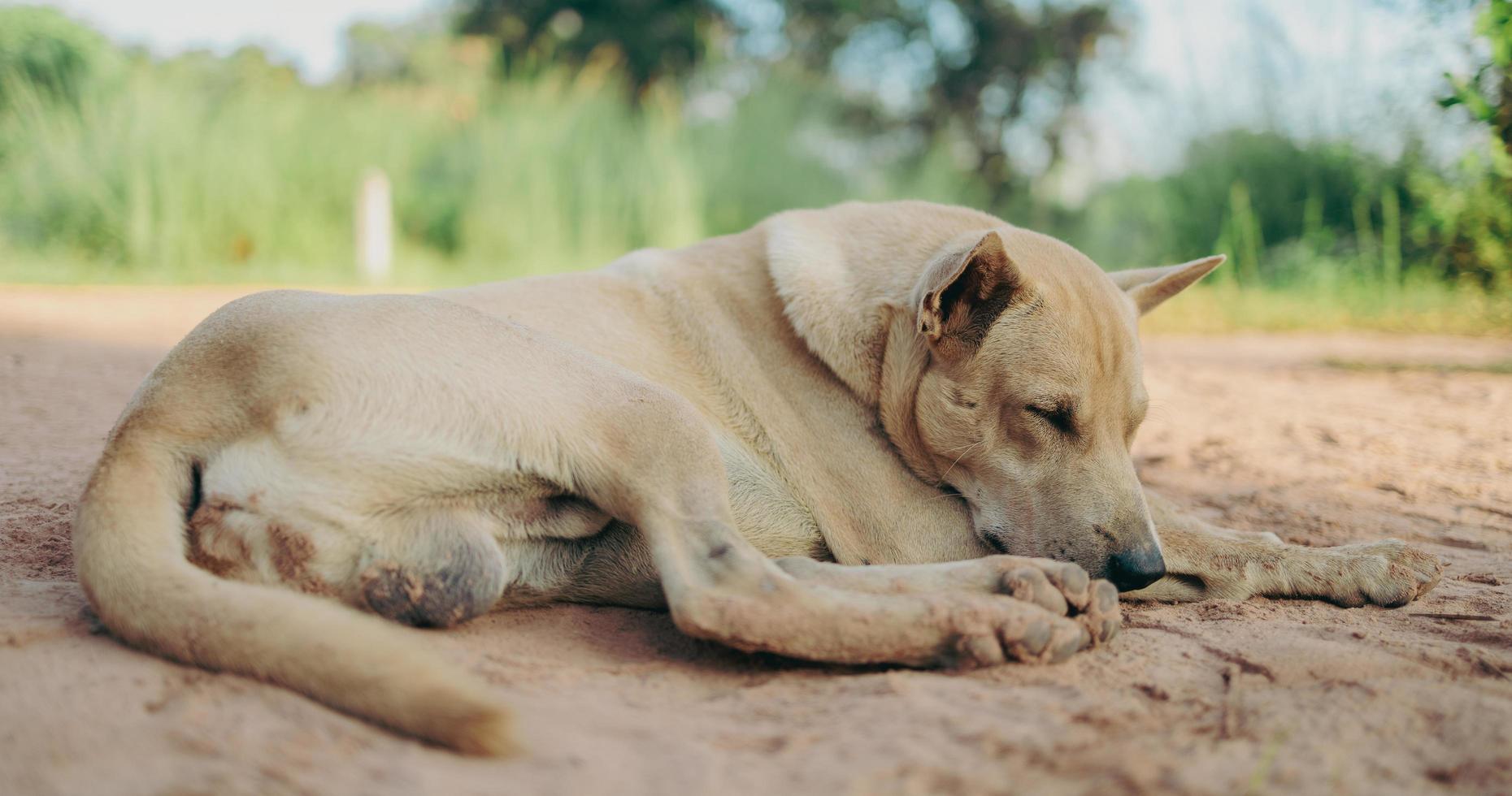 tailandese cani siamo in attesa per loro proprietari per venire indietro casa. foto