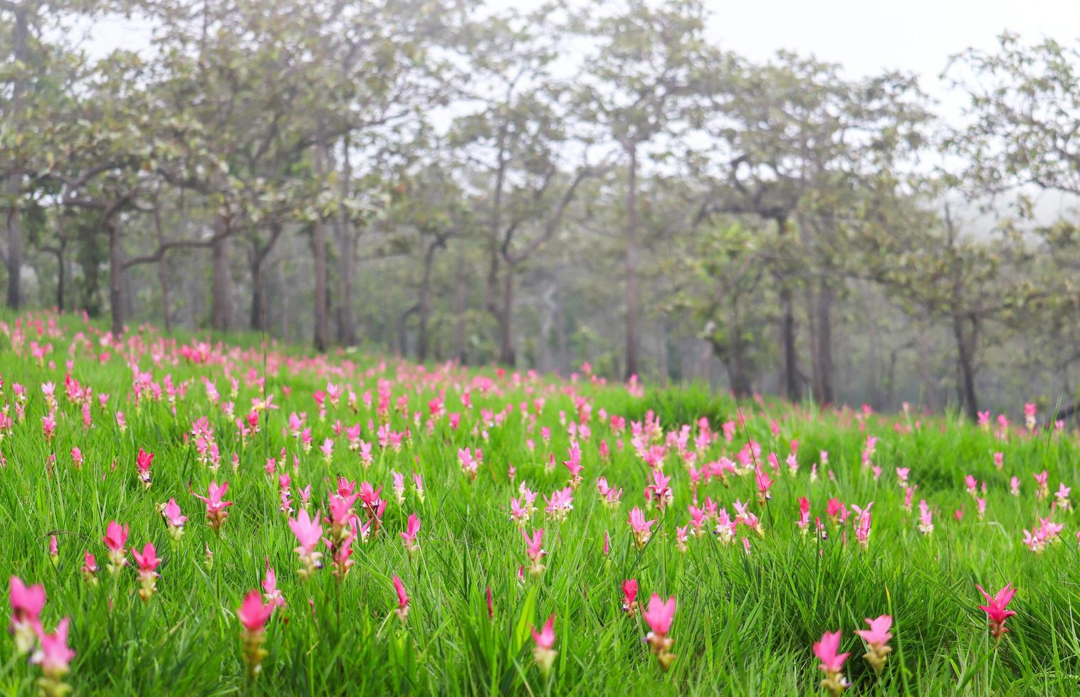 tulipani siam in fiore nella foresta pluviale foto