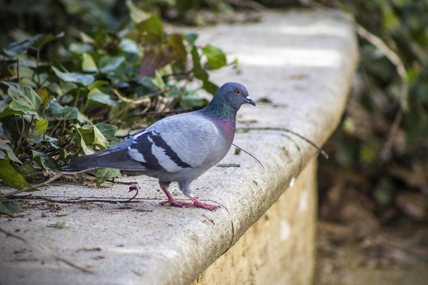 piccione su cemento foto