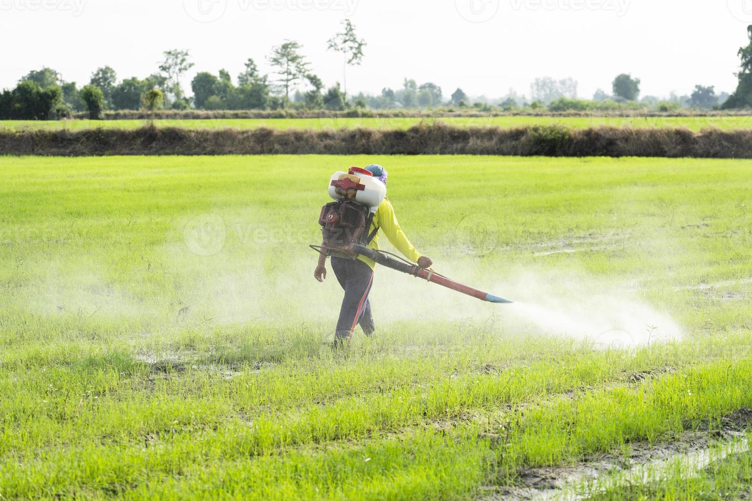 agricoltori spray erbicidi o pesticidi nel riso campi. agricoltura e agroalimentare, agricolo industria. foto
