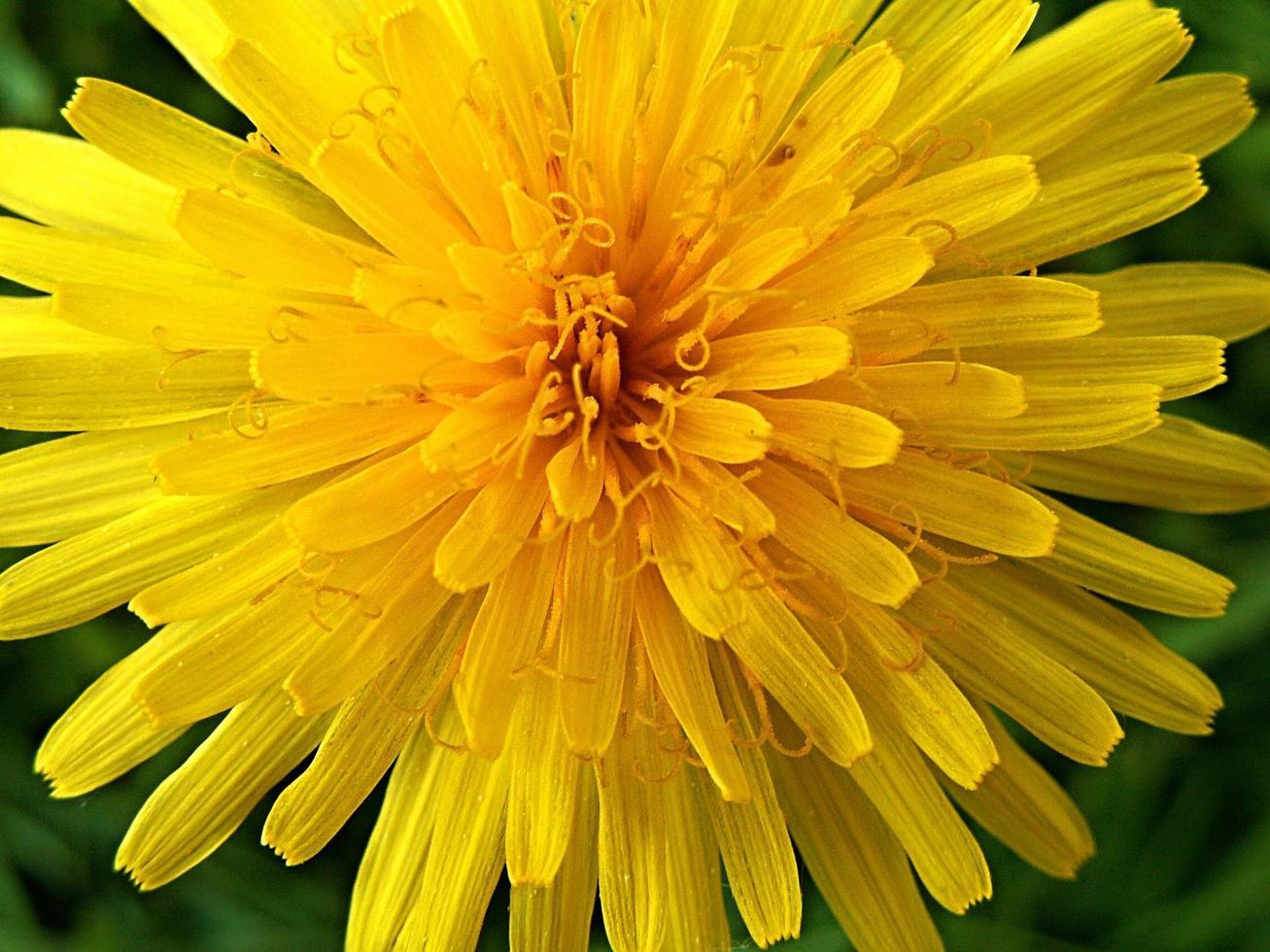 primo piano di un fiore di tarassaco foto