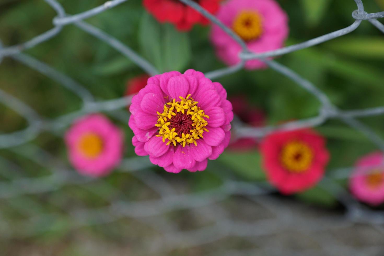 fiori di zinnia rosa foto