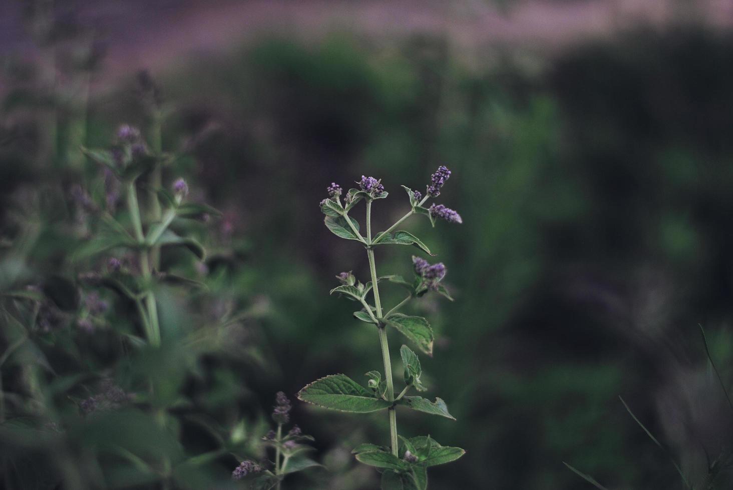 fiore di menta al tramonto foto