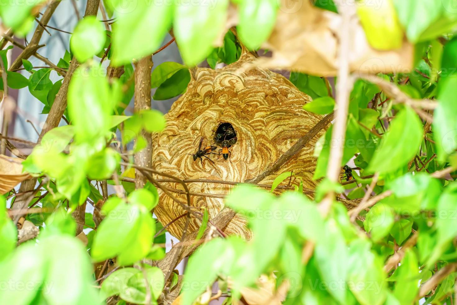 gigante vespa nido foto