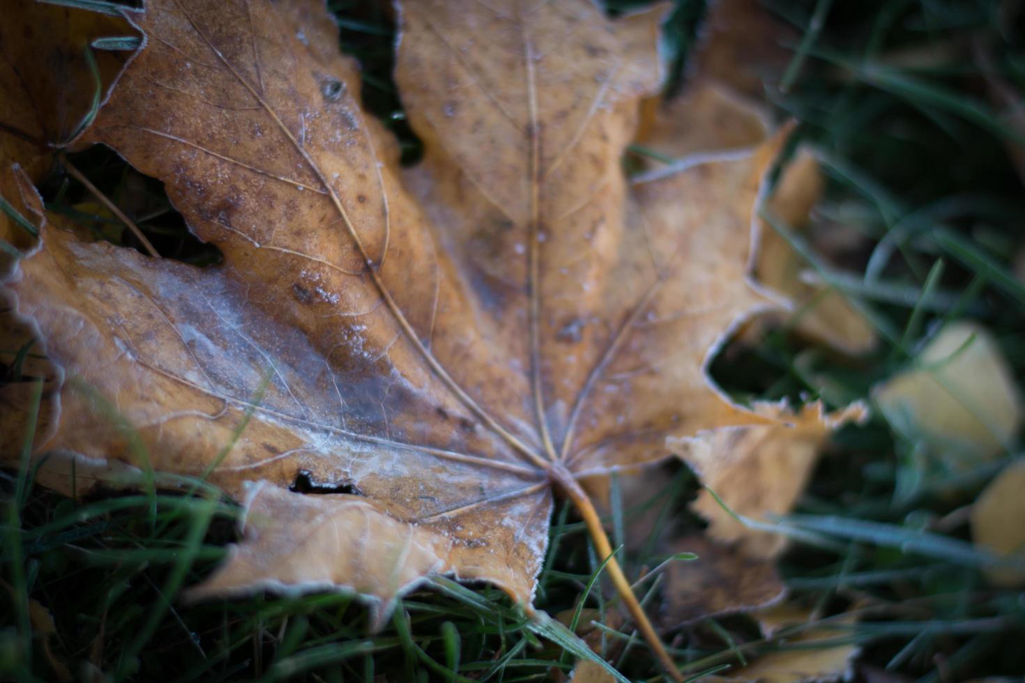 solitario foglia coperto nel ghiaccio foto