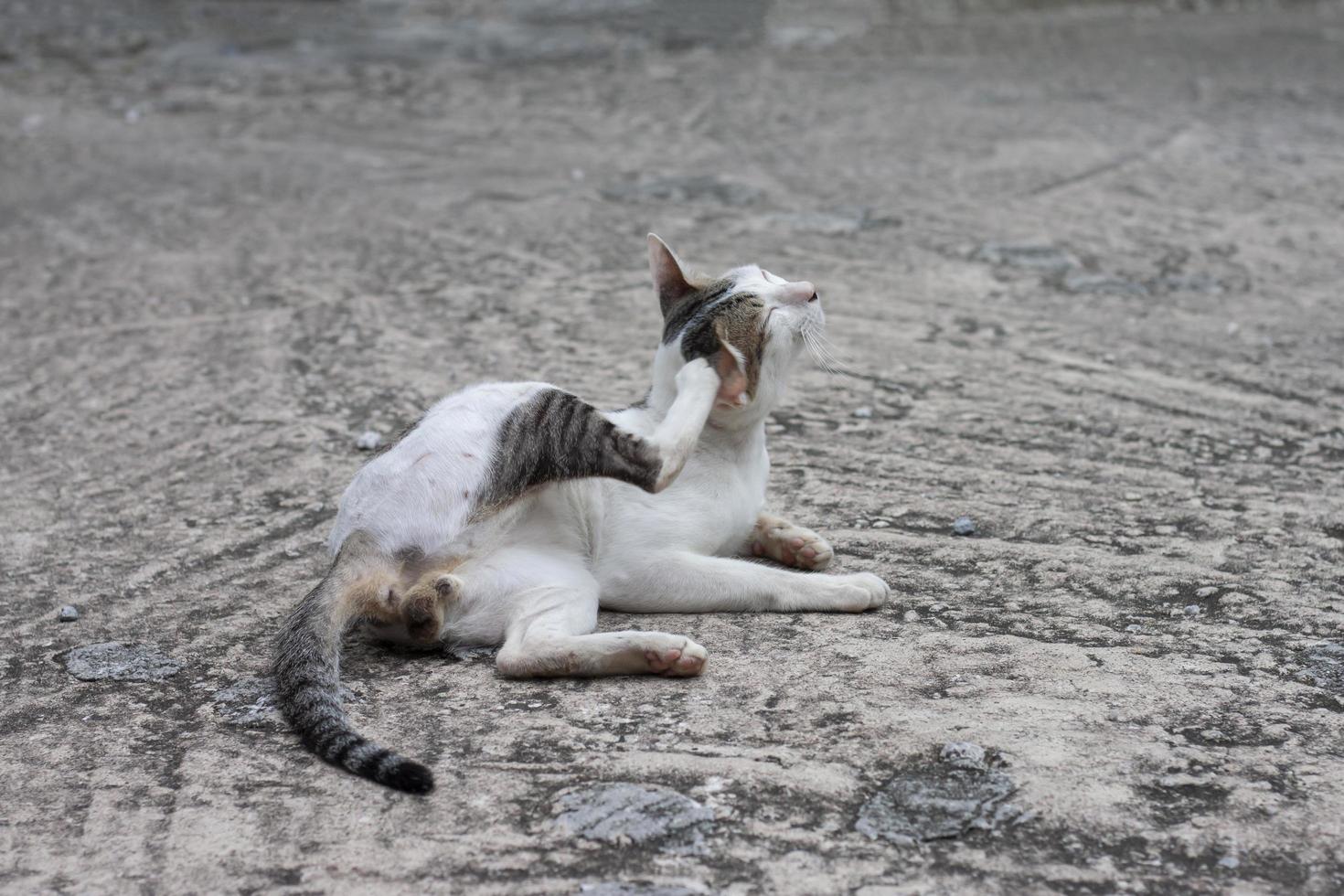 il gatto sedersi sollevamento il suo gambe graffiare il suo orecchie è allegramente su Vintage ▾ cemento pavimento. foto
