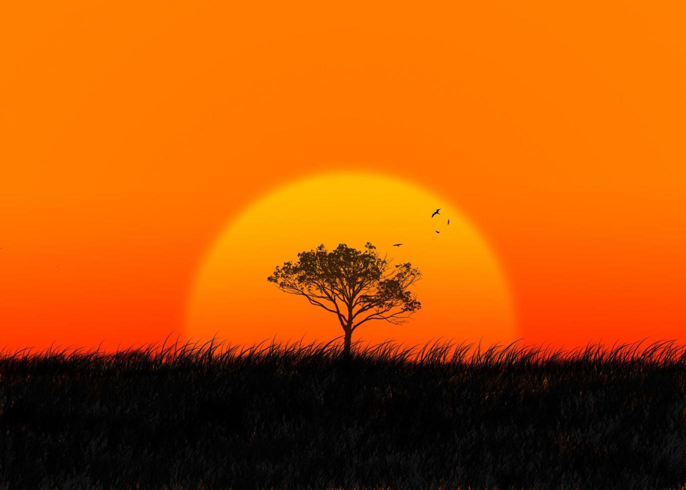 sagoma di un albero e uccelli in volo contro un sole al tramonto foto