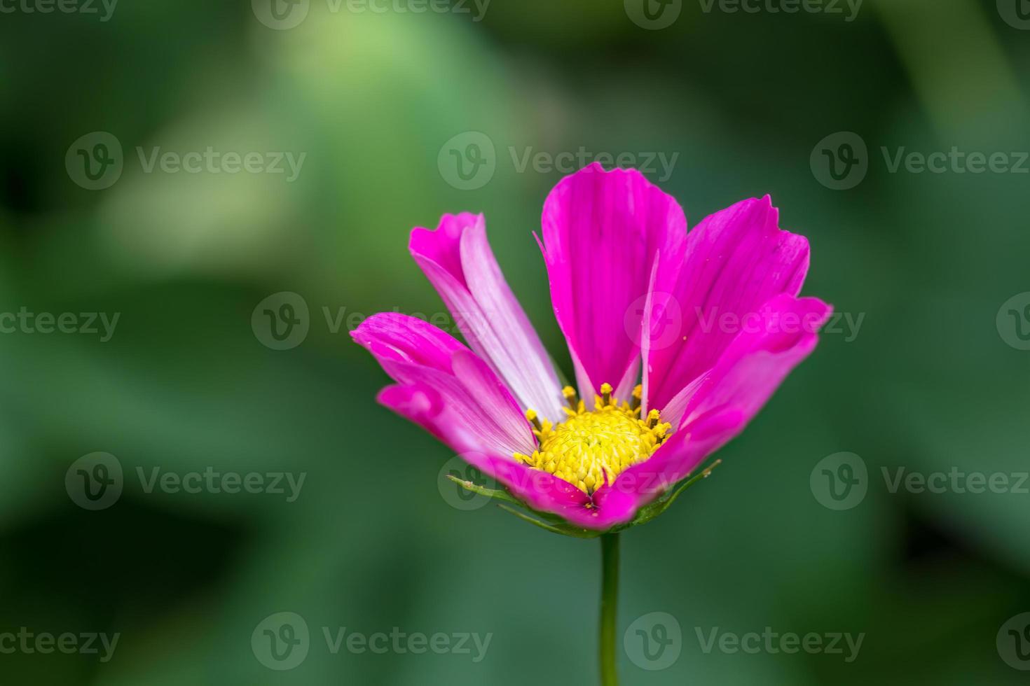 rosa cosmo fiore nel un inglese giardino foto