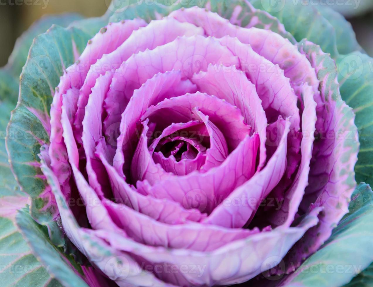 viola ornamentale cavolo foto