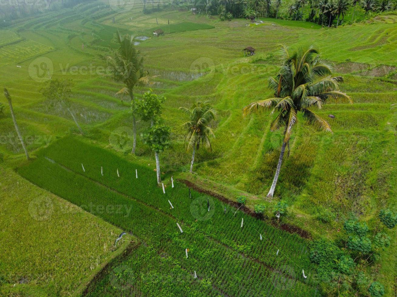 aereo Visualizza a partire dal superiore per parte inferiore di colorato riso i campi e Noce di cocco alberi con nebbioso condizioni nel Indonesia foto