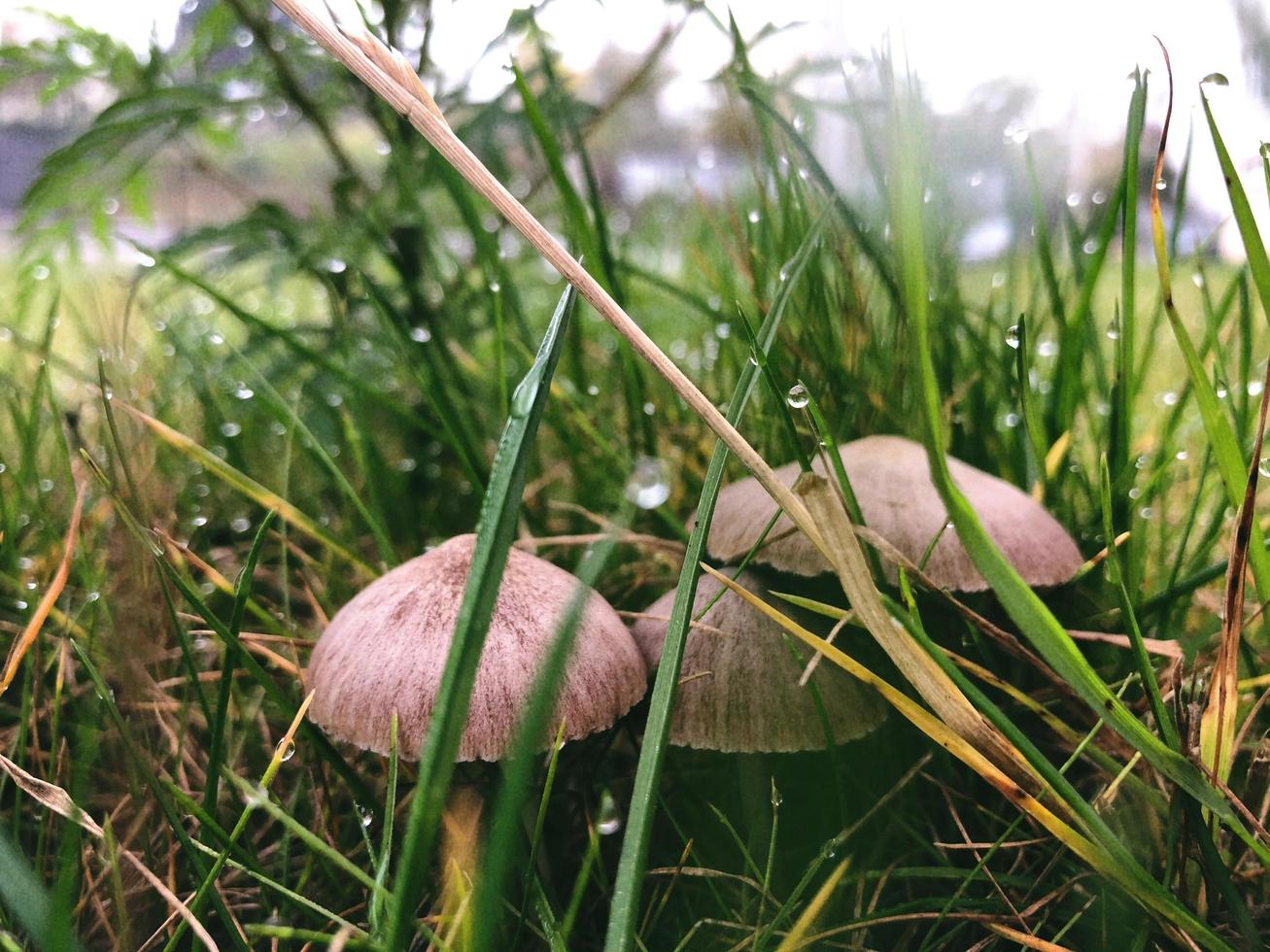 funghi champignon marroni foto