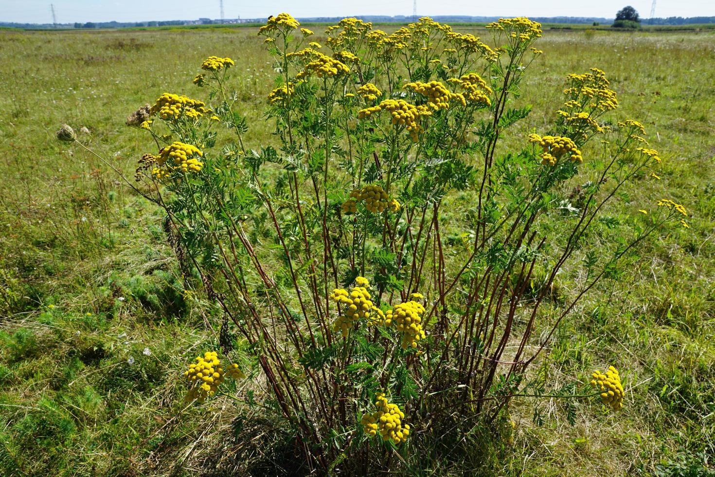 tanaceto sul campo foto