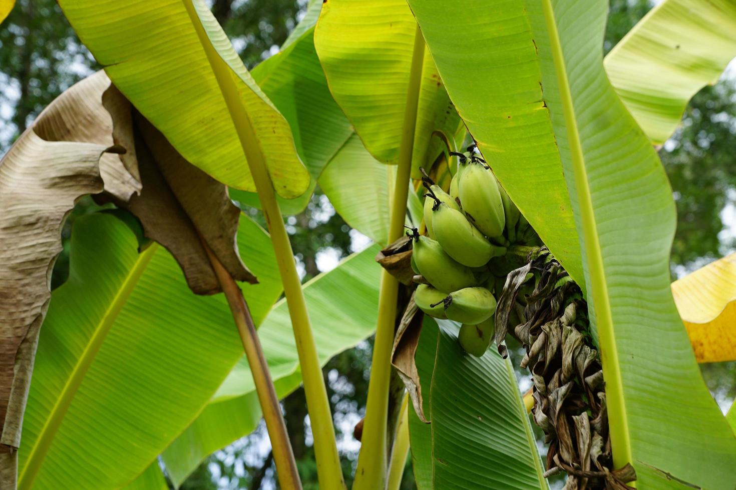 banane verdi e foglie di banano foto