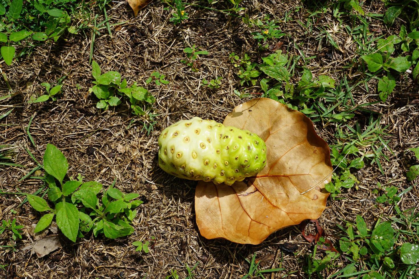 frutto noni tahitiano foto