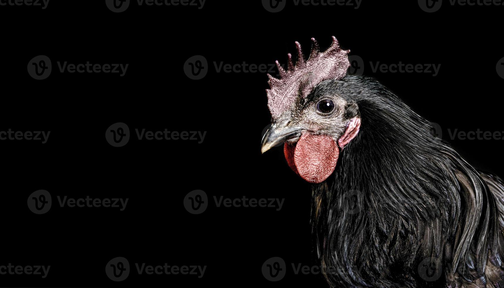 ritratto di un' nero Gallo vicino su isolato nero foto