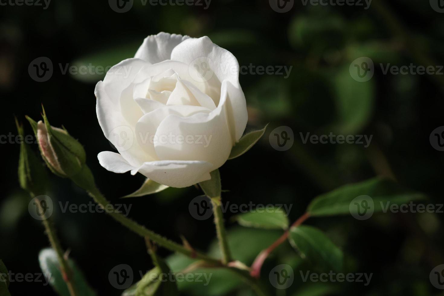 bianca rosa pianta avvicinamento all'aperto, naturale luminosa rosa fiore con bellissimo petali, un' colorato germoglio di il fioritura selvaggio fiore nel il estate giardino, amore e romantico sfondo. foto