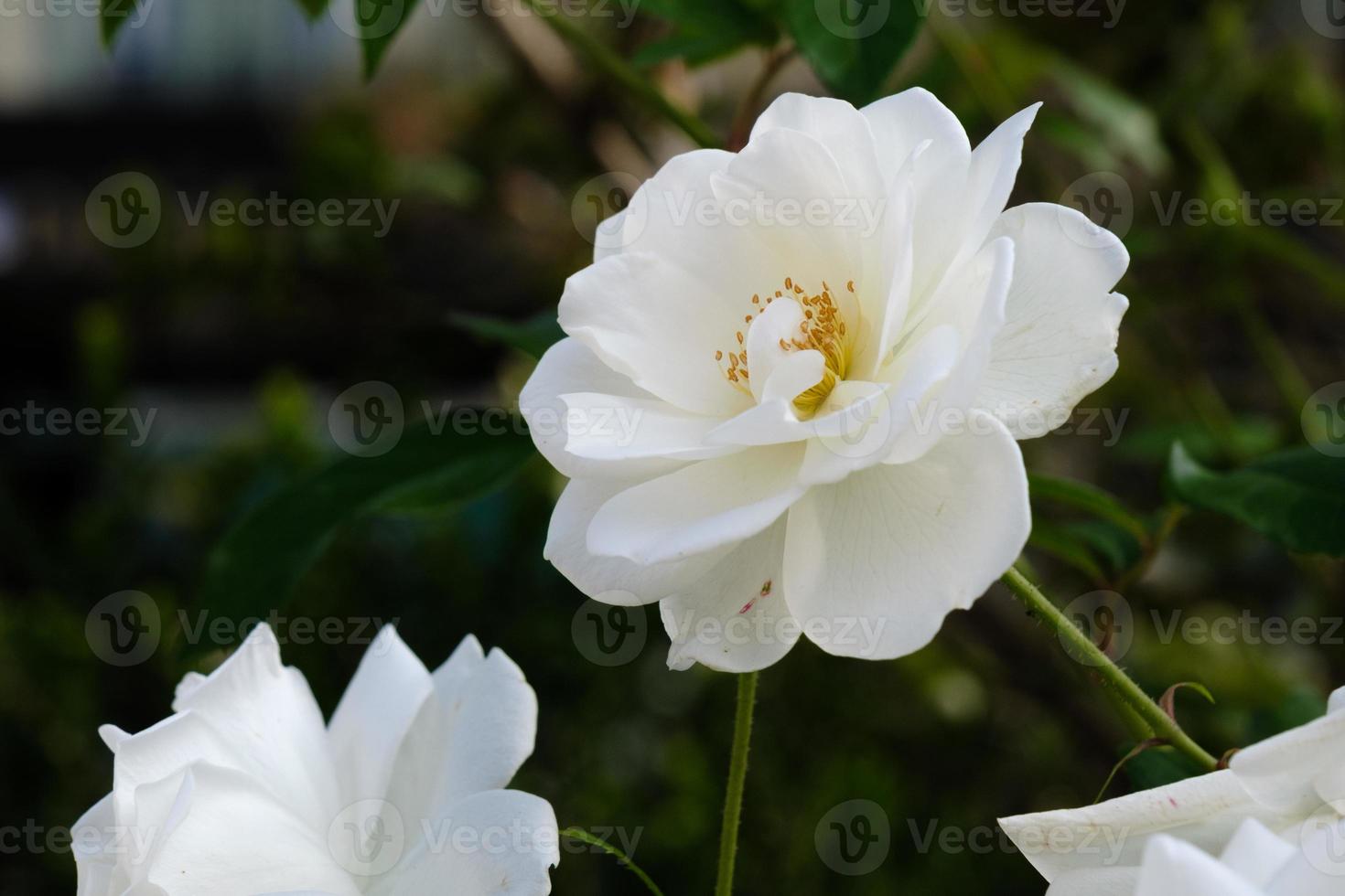 luminosa rosa pianta avvicinamento all'aperto, naturale bianca rosa fiore con bellissimo petali, un' colorato germoglio di il fioritura selvaggio fiore nel il estate giardino, amore e romantico sfondo. foto