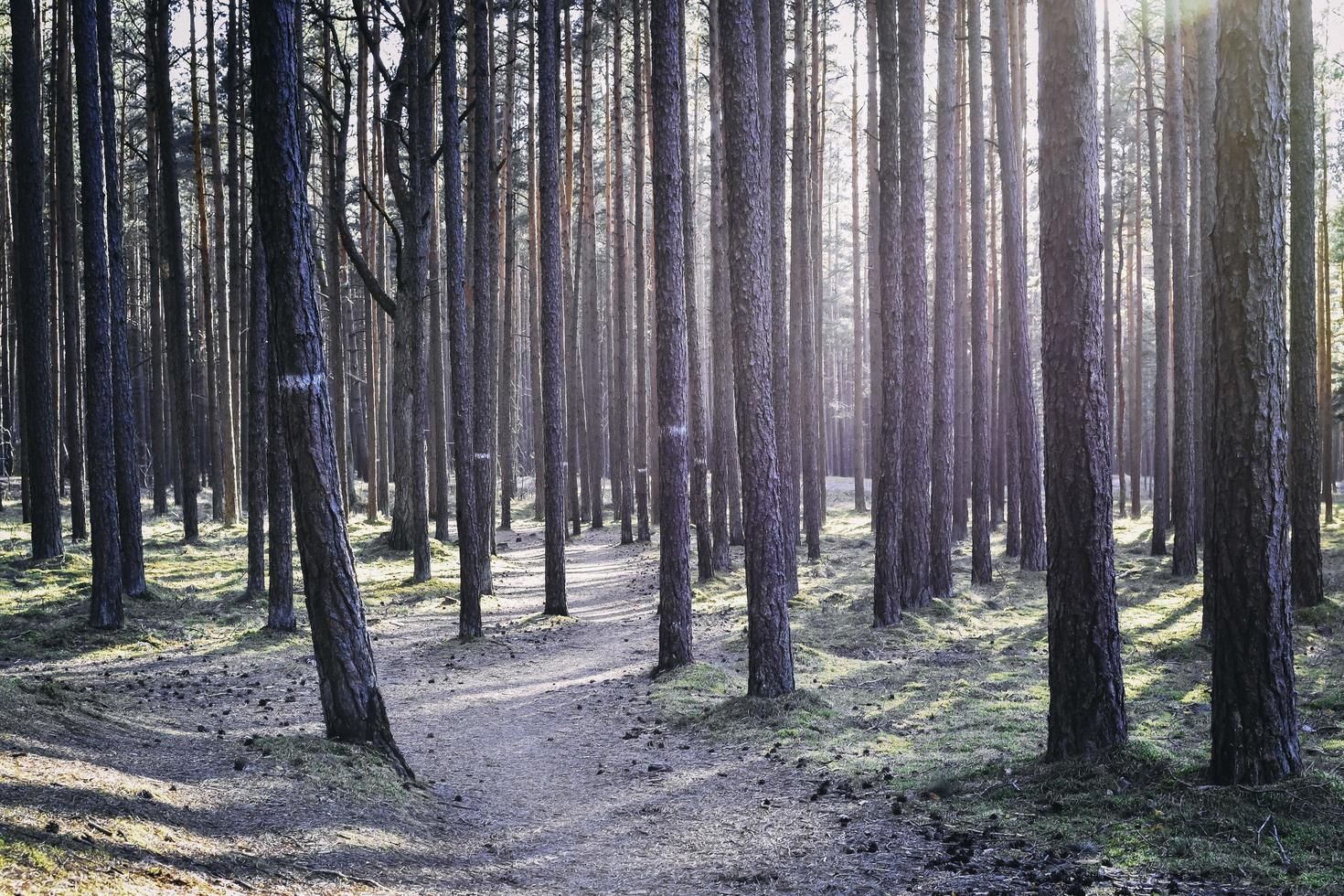 alberi alti e soleggiati foto