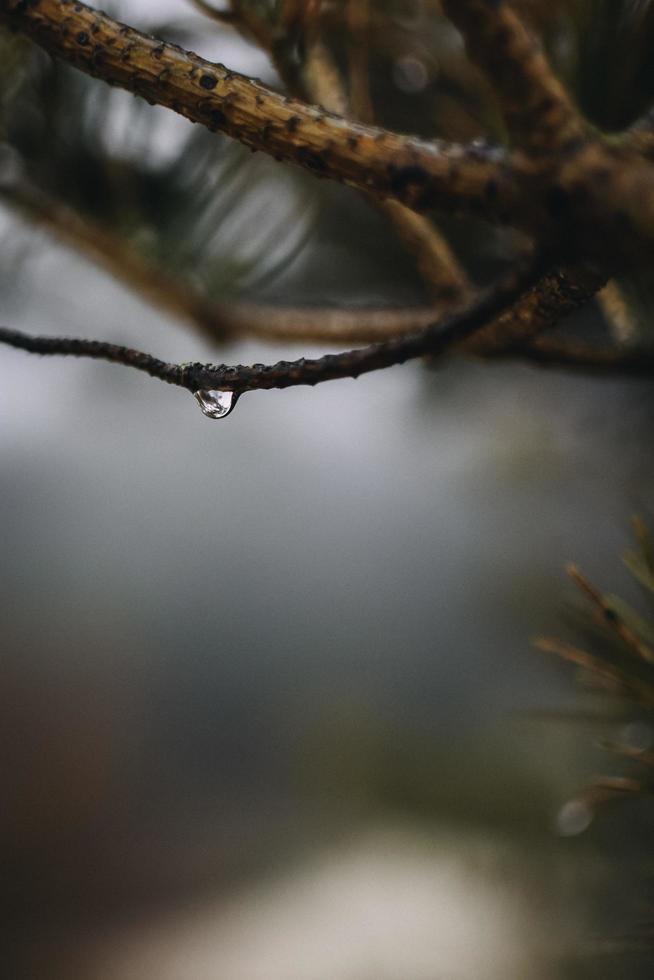 goccia di pioggia su un ramo foto