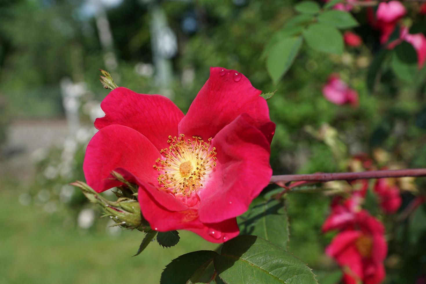 rosa selvatica rossa foto