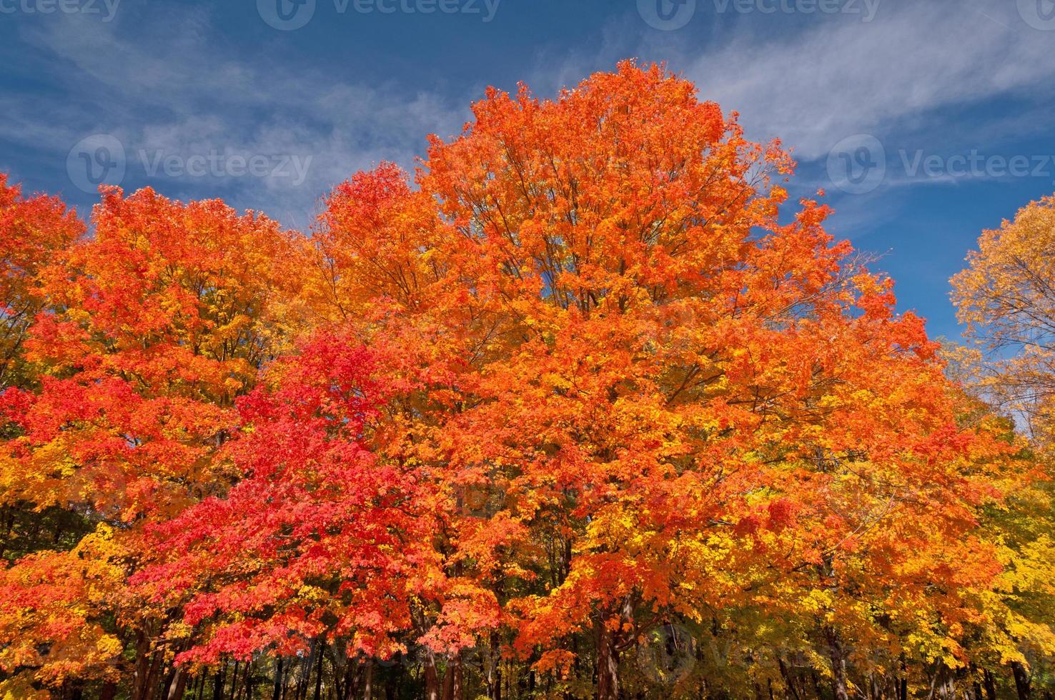 colori autunnali nel Midwest foto