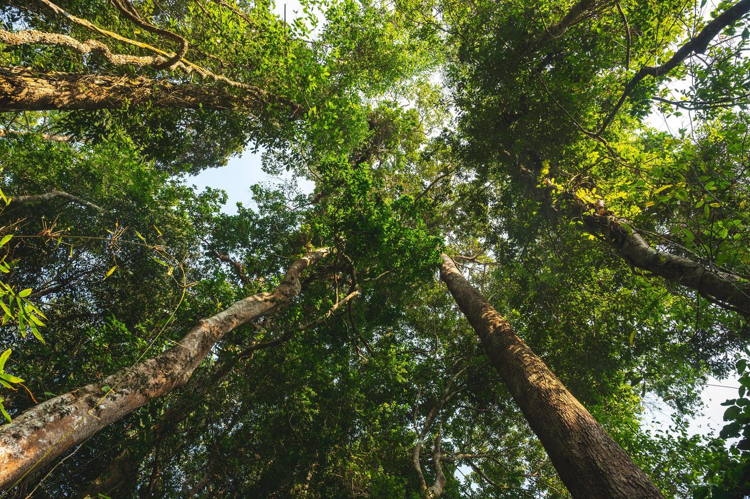 sfondo foresta tropicale, scena naturale con albero a baldacchino in natura foto