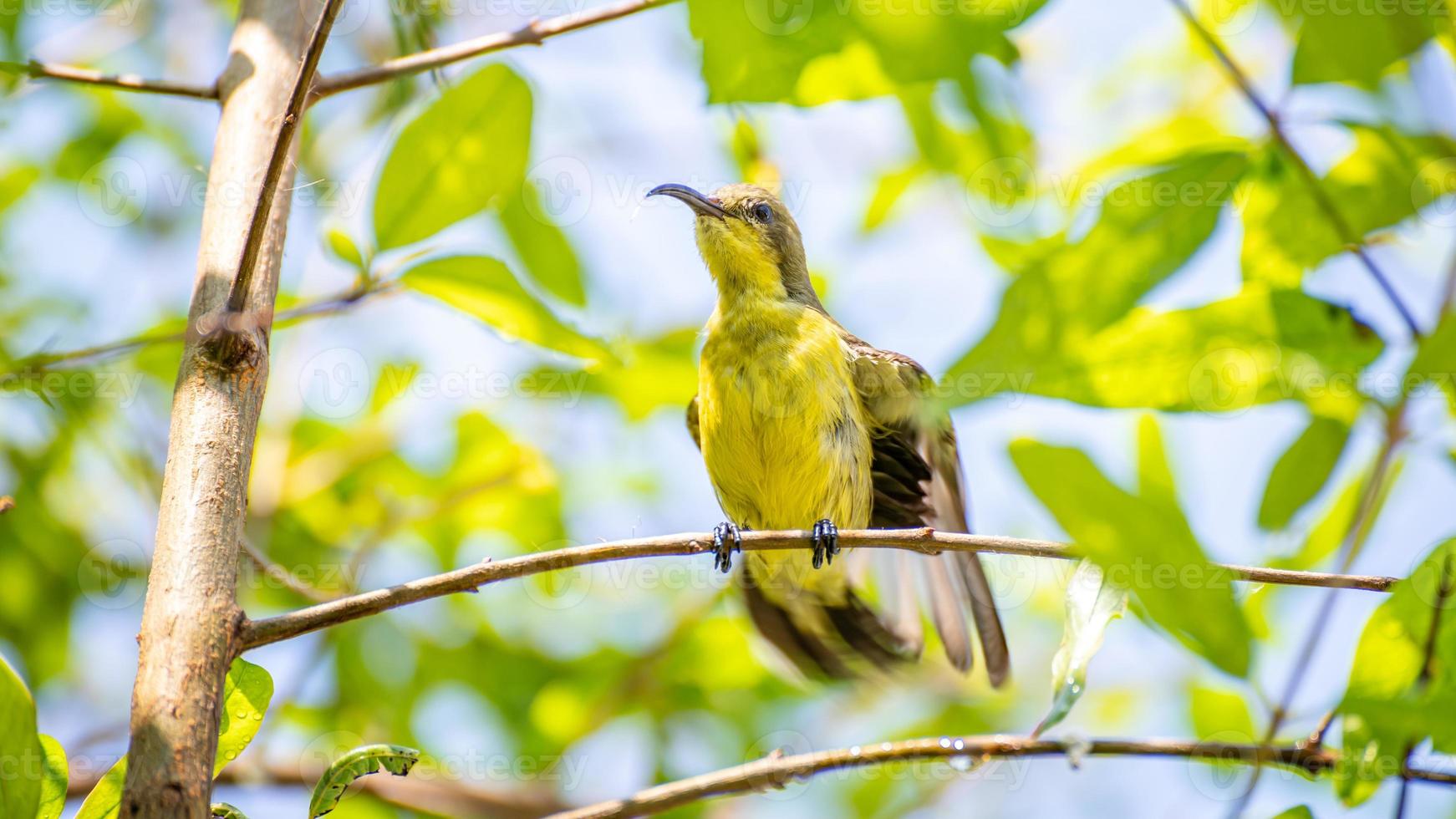 oliva sostenuta uccello solare, dal ventre giallo sunbird arroccato su albero foto