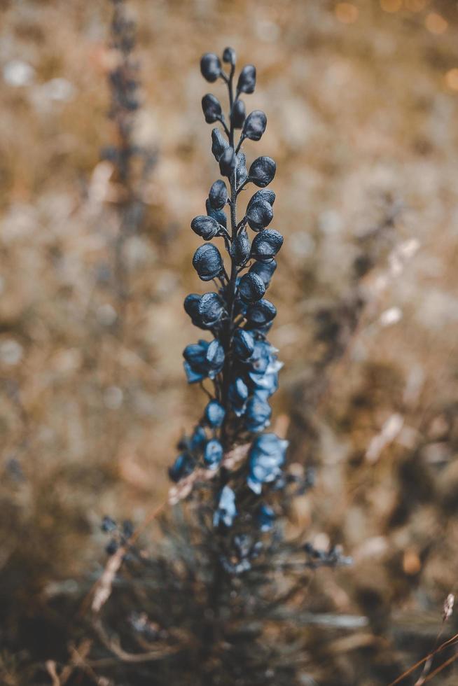 fiori secchi lunatici foto