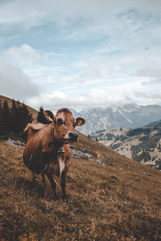 mucca marrone in piedi sulla cima di una collina foto