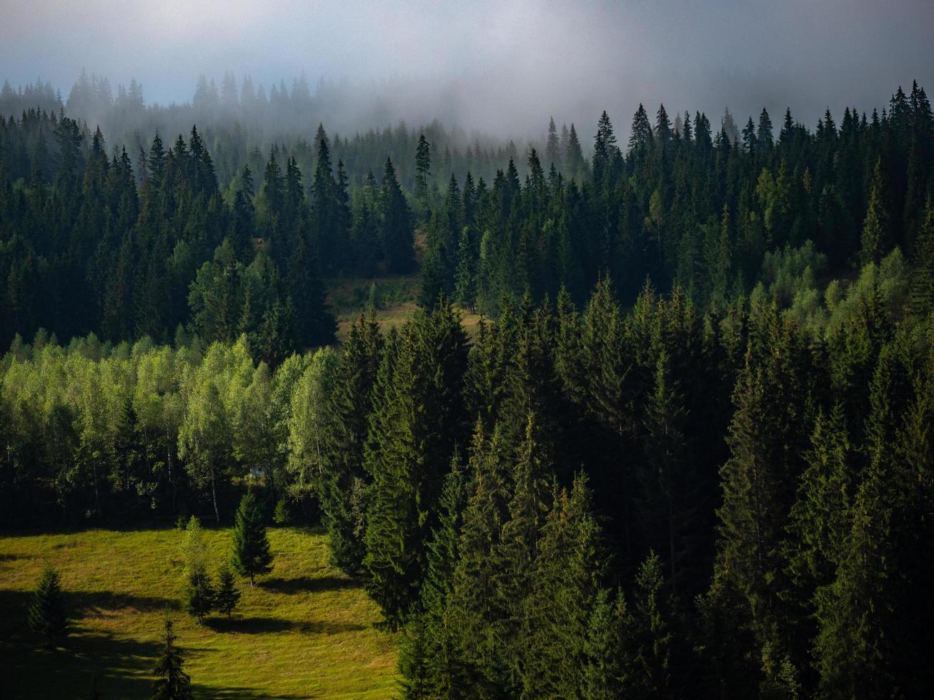 foresta verde nebbiosa foto