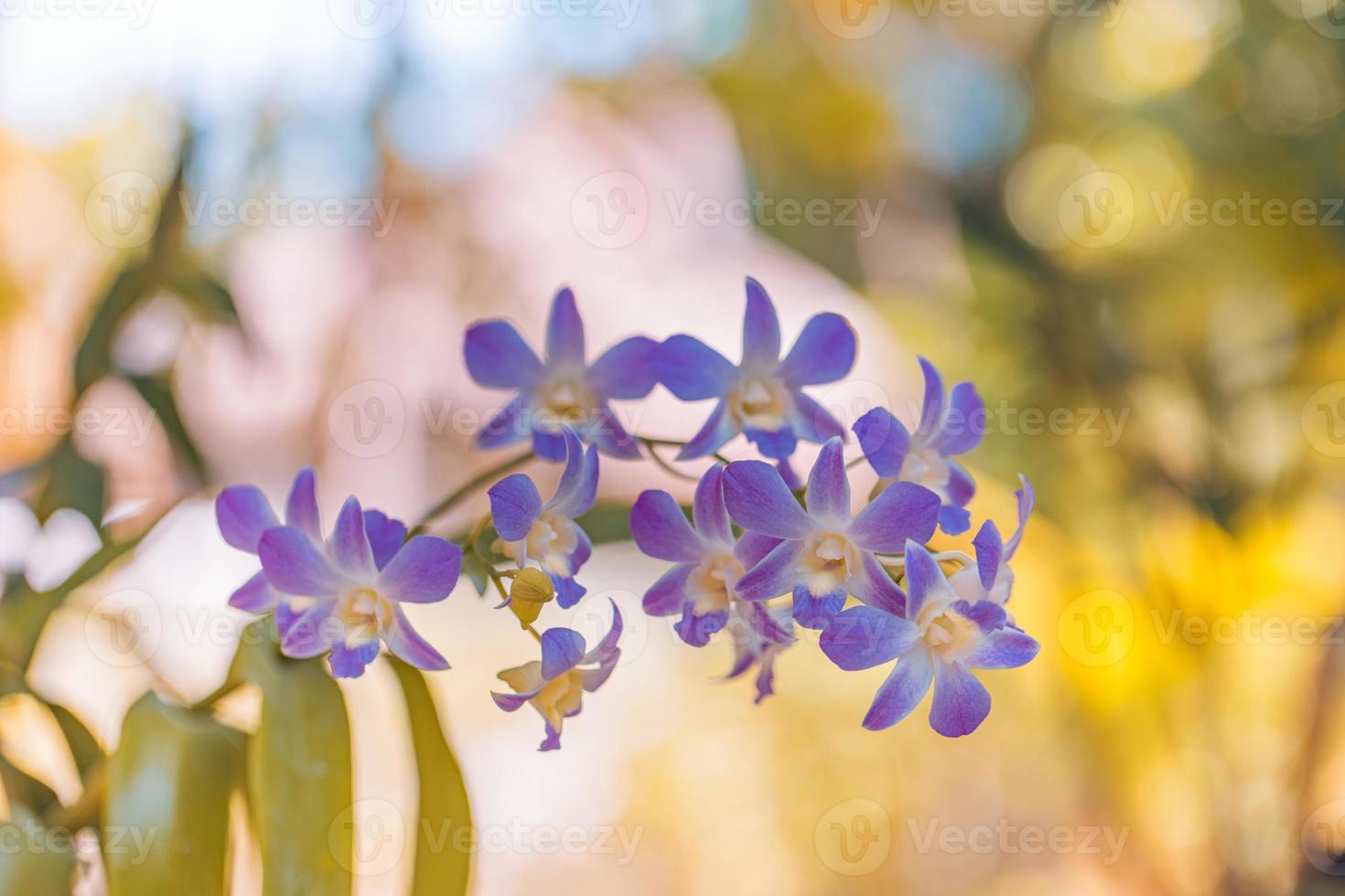 viola rosa orchidea fiori fiorire su blu foglia, natura sfondo, fiori forma, tonica processi. sognare floreale romanza, estate all'aperto giardino tropicale foresta e fiori. avvicinamento fioritura petali foto