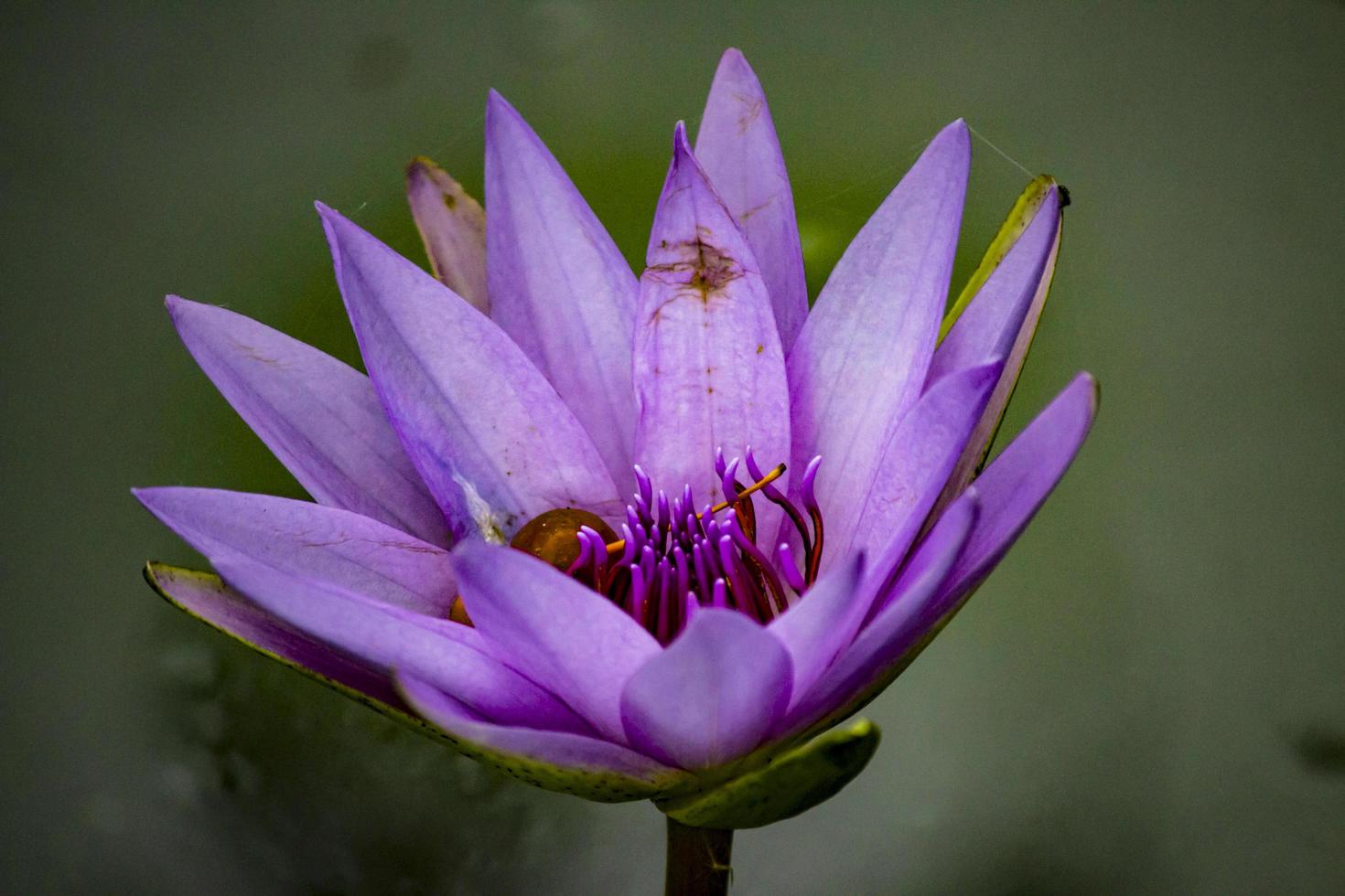 fiore petalo viola foto